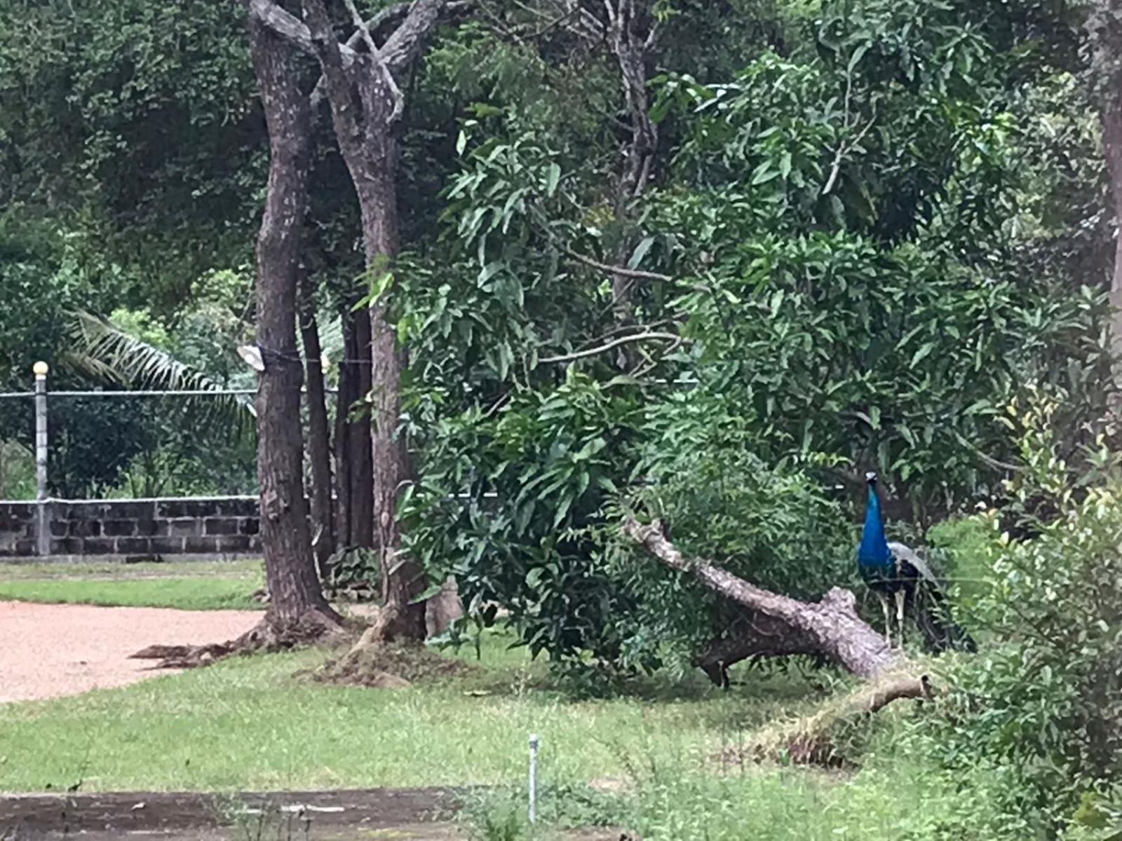 Greenwood Hotel Sigiriya Luaran gambar